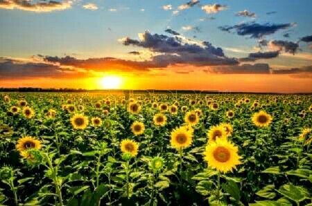 Create meme: beautiful sunflowers, field with sunflowers, sunflowers at dawn
