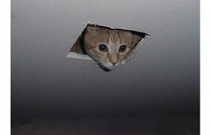 Create meme: ceiling cat, cat, funny cats