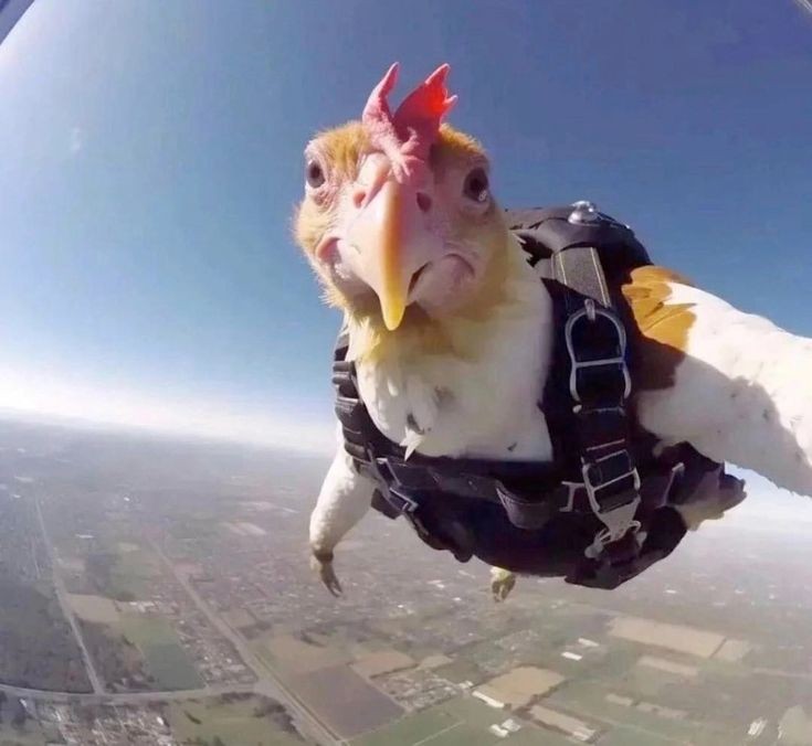 Create meme: visor, funny birds, to jump with a parachute