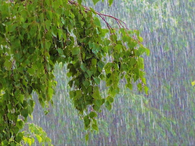 Create meme: summer rain, rain , birch after the rain