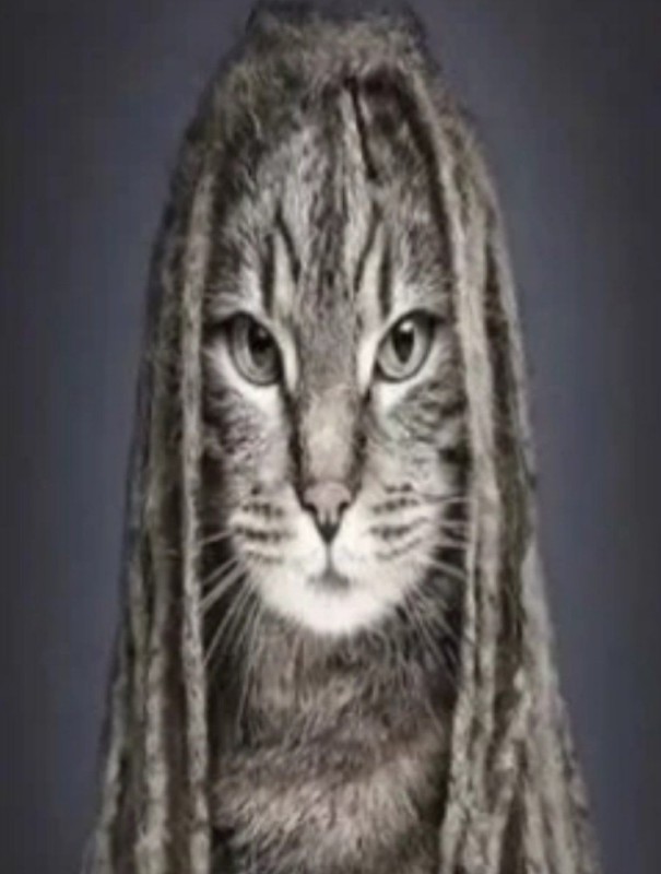 Create meme: cat , dreadlocks on the cat, cats that look like humans