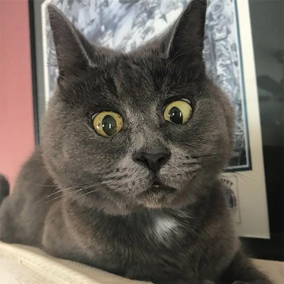 Создать мем: удивленный котик, вечно удивленный кот, кот кевин