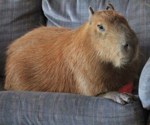 Create meme: the largest rodent is the capybara, capybara animal, the capybara