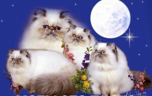 Создать мем: персидская кошка лайлак пойнт, Персидская кошка, персидский кот