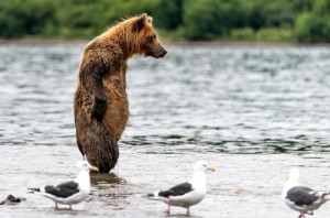 Создать мем: медведь бурый, water bear, ursus arctos