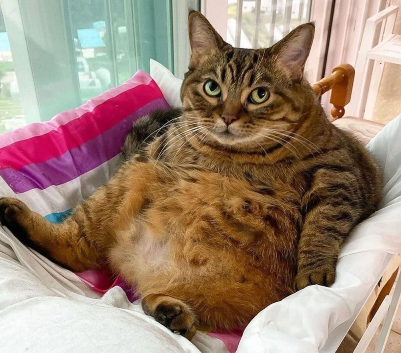 Create meme: fat cats, fat cats, the pot - bellied cat