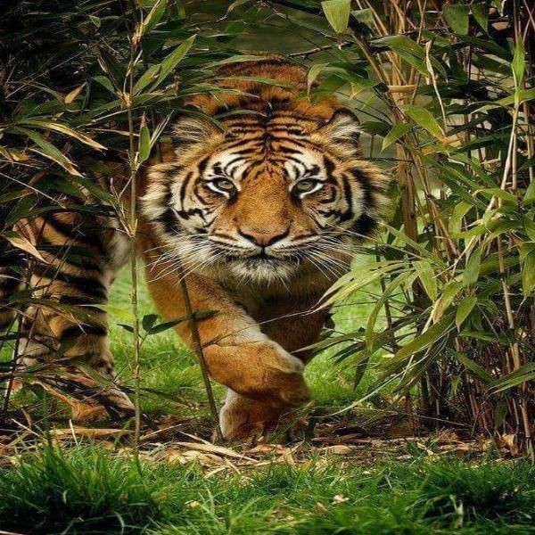 Создать мем: суматранский тигр, тигр притаился, тигр жив