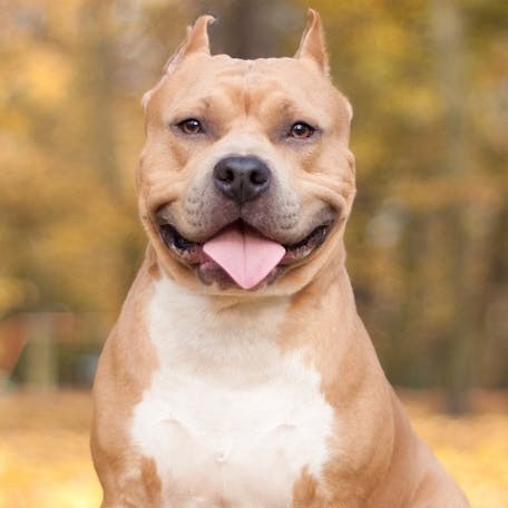 Create meme: staffordshire terrier, American Staffordshire Terrier, am staffordshire terrier