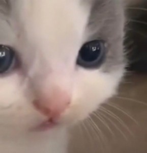 Create meme: animal faces, blue-eyed cat, seals