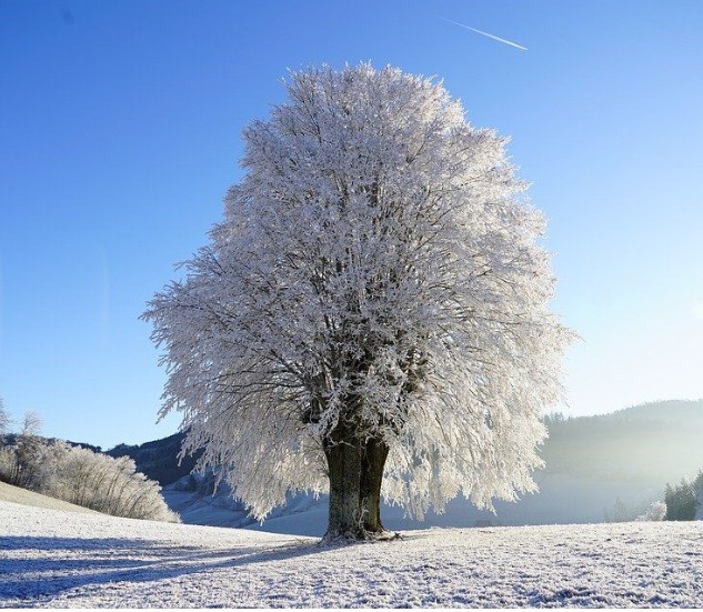 Create meme: snow trees, winter tree, trees in winter
