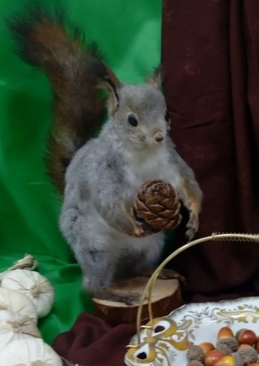 Create meme: stuffed squirrels, squirrel with cone, proteins 