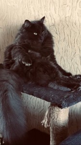 Создать мем: кот черный, чёрный мейн кун, коты
