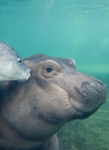 Create meme: Hippo, Hippo