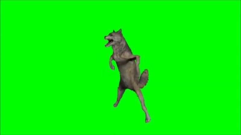 Создать мем: волк танцует мем, фон хромакей, волк хромакей