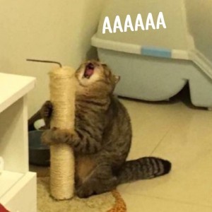 Create meme: cat and scratching post meme, cat funny, screaming cat