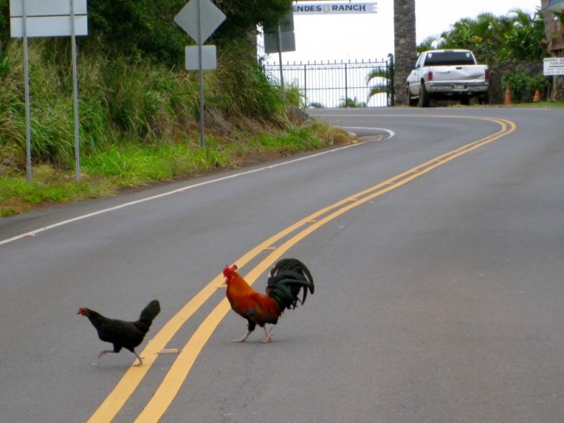 Create meme: A rooster on the side of the road, A rooster on the road, rooster 