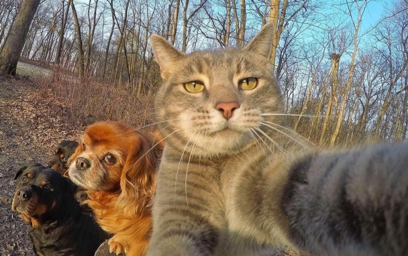 Создать мем: смешные котики, смешные коты и собаки, кот селфи