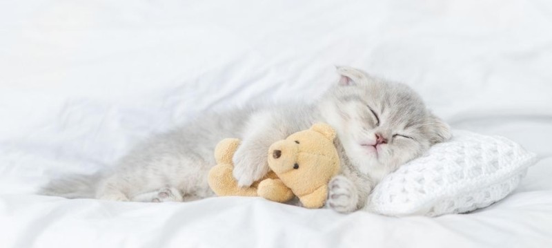Create meme: sleeping cats, sleeping kittens, cute sleeping cat