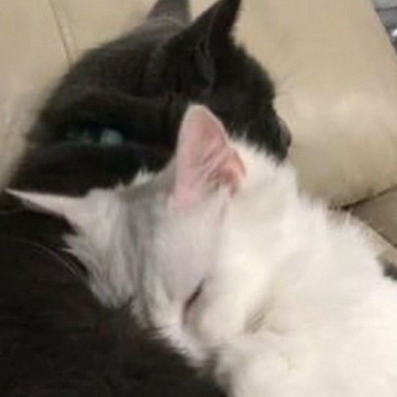 Create meme: cat , cat, cats hugging