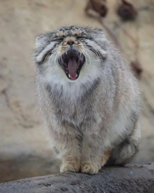 Create meme: manul , cat manul , manul is evil