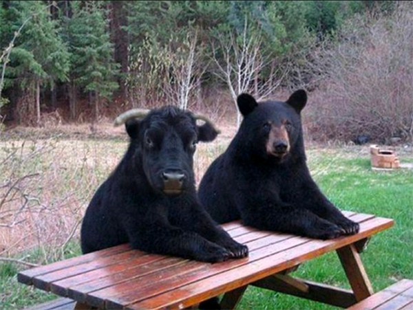 Создать мем: медведь медведь, черный медведь мем, медведь ждет