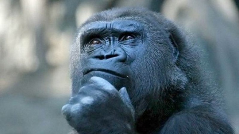 Создать мем: горилла, задумчивая горилла мем, задумчивая горилла
