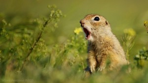 Create meme: speckled ground squirrel photo, small gopher, gopher