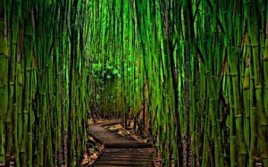 Создать мем: бамбук фото, бамбуковый лес фото высокого разрешения, бамбуковый лес