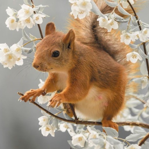 Create meme: animals in spring, a squirrel on a branch, proteins animals