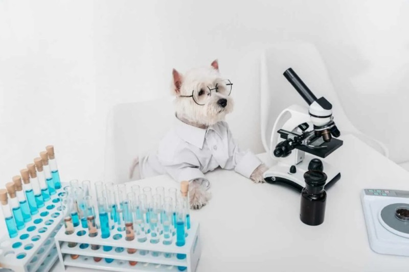 Create meme: a dog in the lab, the West highland white Terrier, dog with test tubes