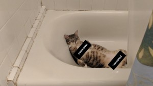 Создать мем: котик в ванной, кошка, кот в ванне