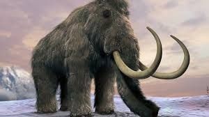 Create meme: mammoth