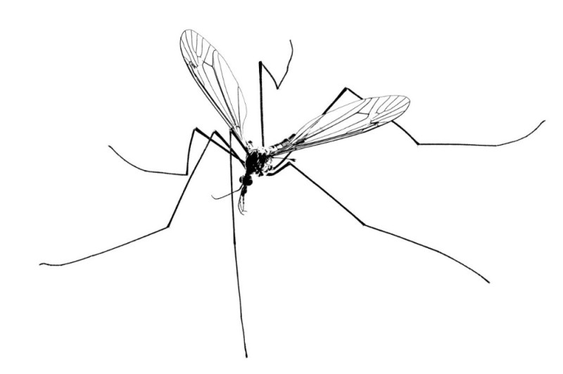 Create meme: the mosquito , a long-legged mosquito on a white background, the long - legged mosquito