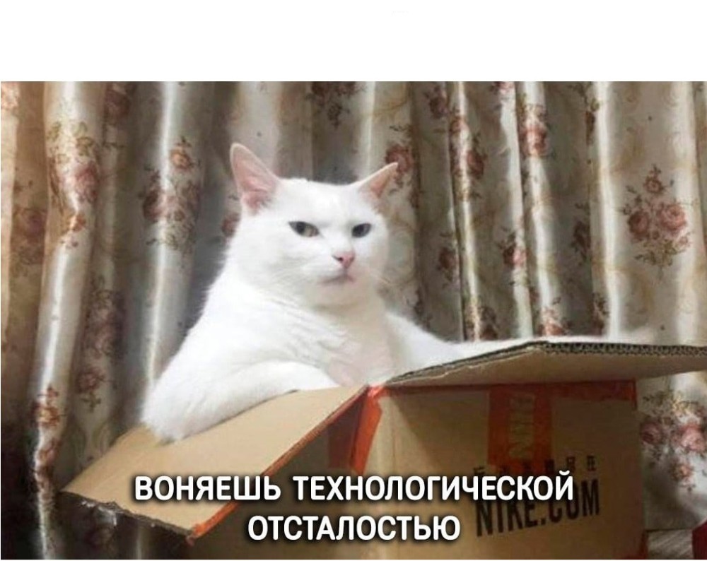 Создать мем: статный кот, кошечка, sad cat мем