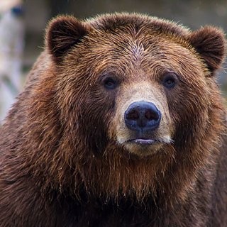 Create meme: siberian brown bear, bear , grizzly bear russia