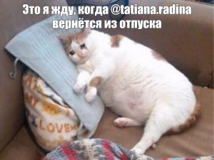 Создать мем: sad cat мем, кошка, толстый кот