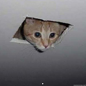 Создать мем: кот, кот выглядывает с потолка, кот на потолке