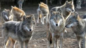 Create meme: wolves of Odin, wolf wolf, wolves pack