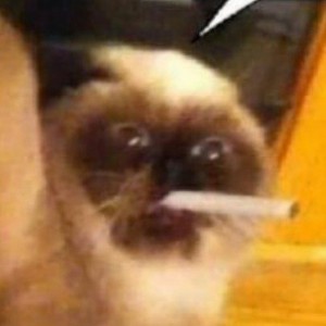 Создать мем: котэ, кошки, сиамский кот с сигаретой