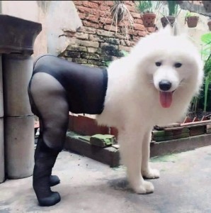 Create meme: animals jokes, dog Samoyed, funny animals