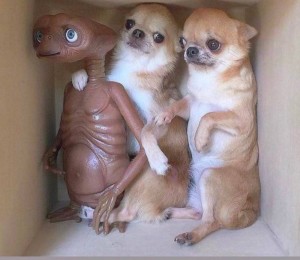 Create meme: Chihuahua dog, breed Chihuahua, Chihuahua puppies