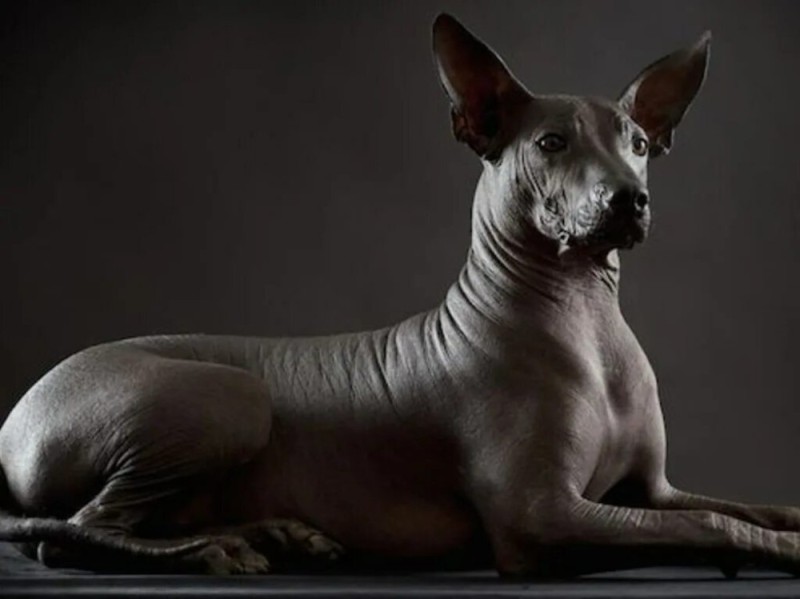 Create meme: The dog anubis xoloitzcuintli, the Xoloitzcuintle breed, The bald dog xoloitzcuintli