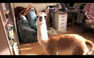 Create meme: tail Alpaca, Cat, Lama