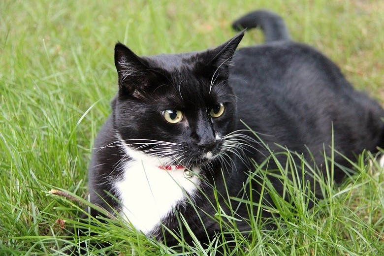Create meme: cat , cat black , black and white cat