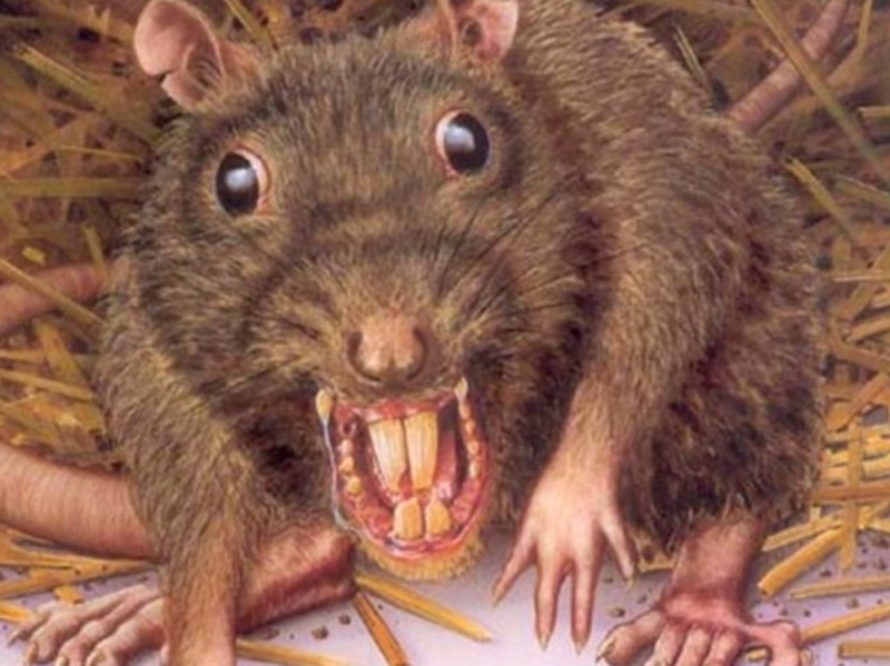 Create meme: rat face, scary rat, marsupial rats