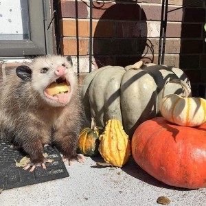 Create meme: possum, evil opossum