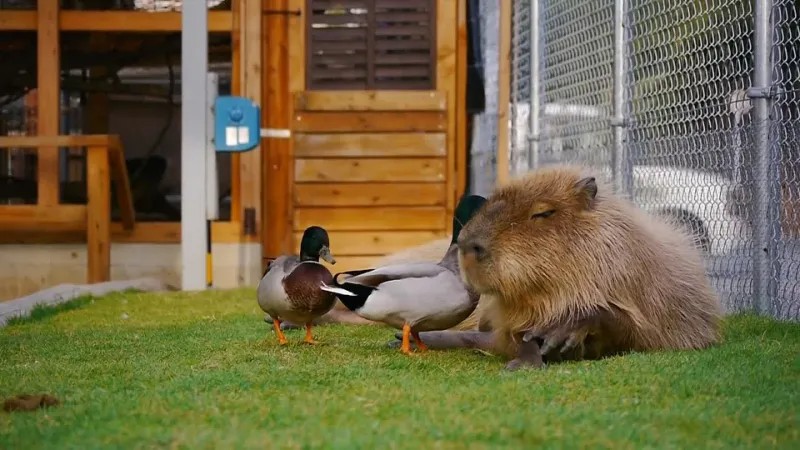 Create meme: the capybara , Kuzma capybara Moscow Zoo, pelican and capybara