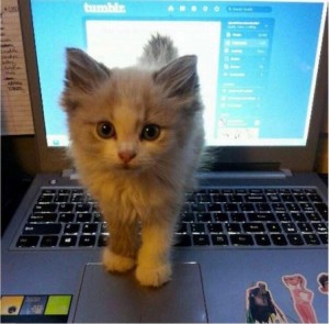 Создать мем: котенок и компьютер, рыжий котенок, коты