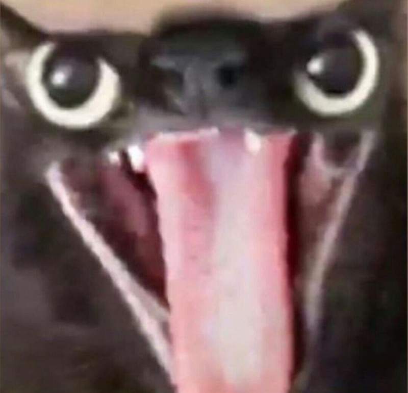 Create meme: cat meme , memes with cats , screaming cat 