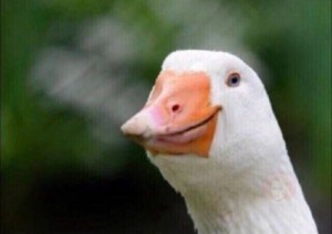 Create meme: meme goose , goose , the goose smiles